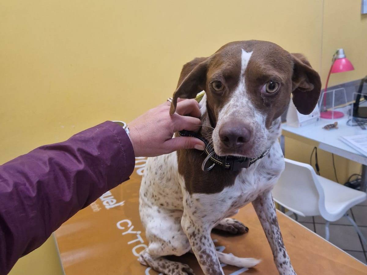 Adotta un cane, taglia media, femmina, Roma