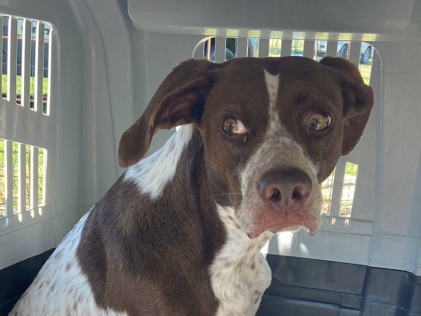 Vuoi adottare un cane a Roma?