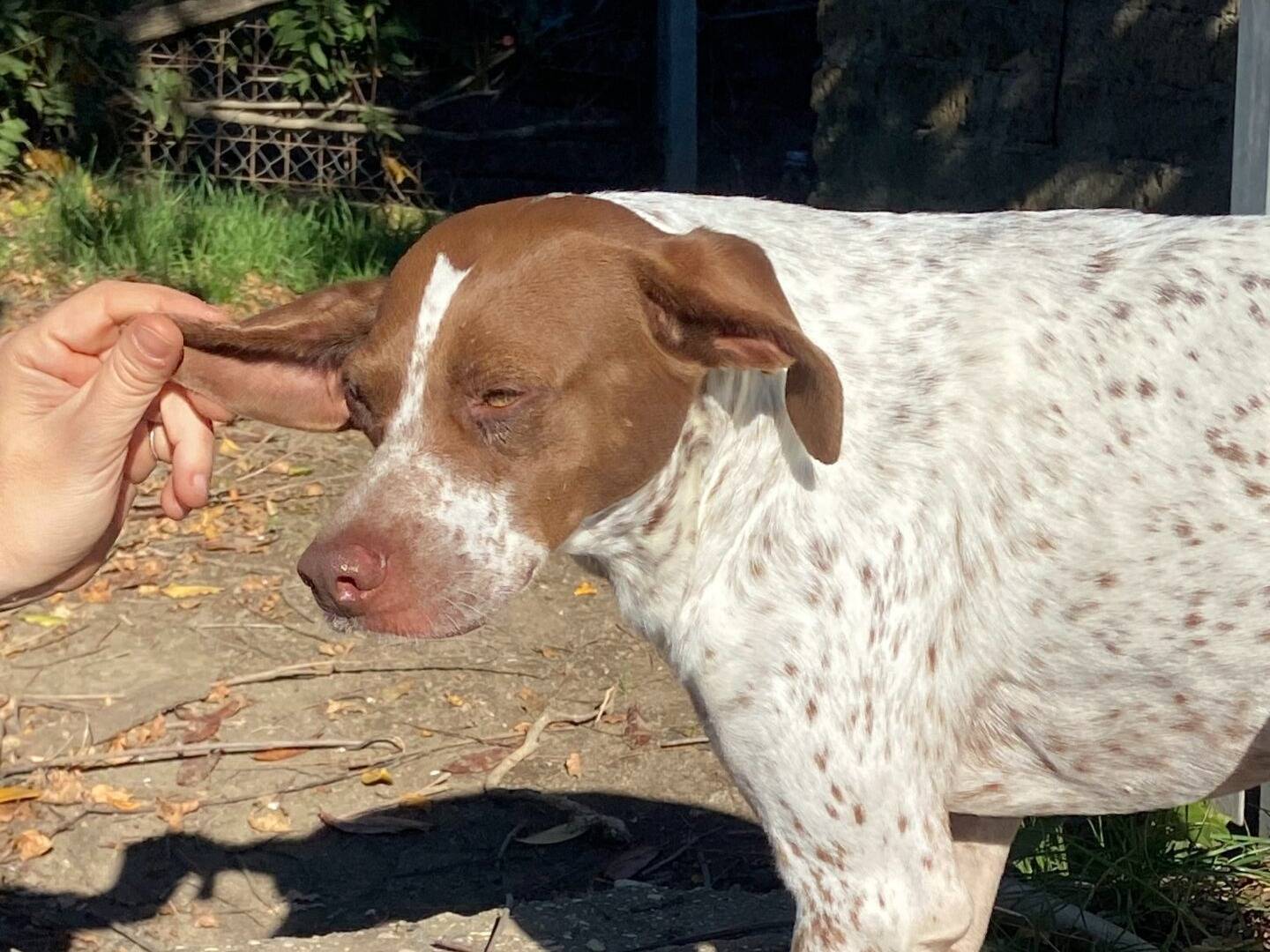 Adotta il cane Arancia  a Roma