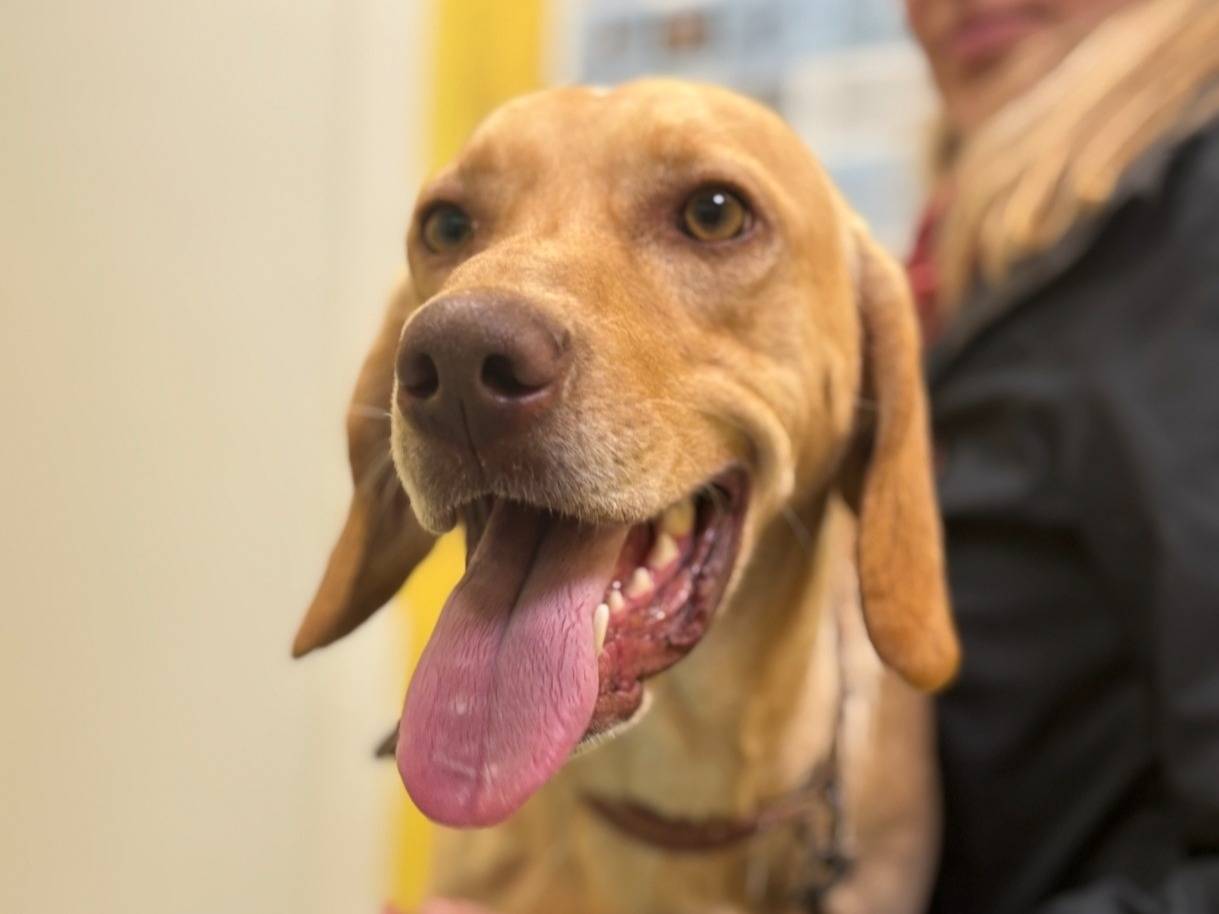 Adozione cane, maschio, Razza sconosciuta Razza sconosciuta, 11 mesi, taglia media, Roma