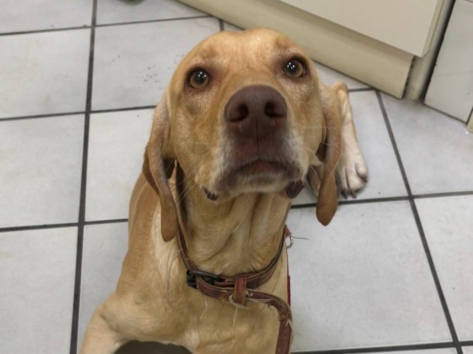 Adotta un cane, maschio, 11 mesi, Roma