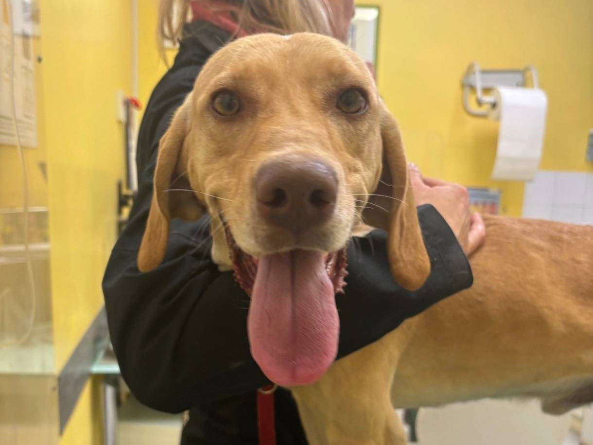 Adotta un cane, taglia media, maschio, Roma