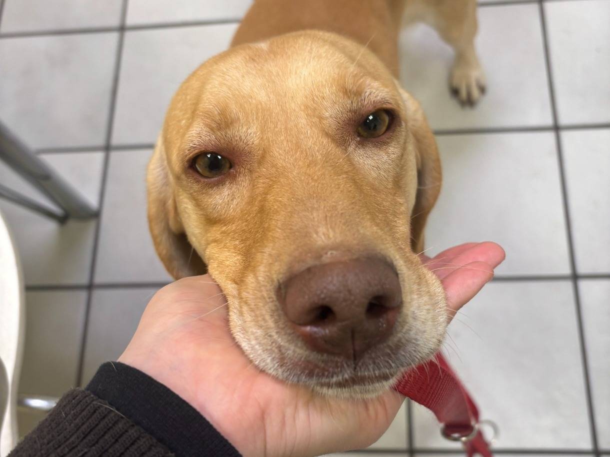 Vuoi adottare un cane a Roma?