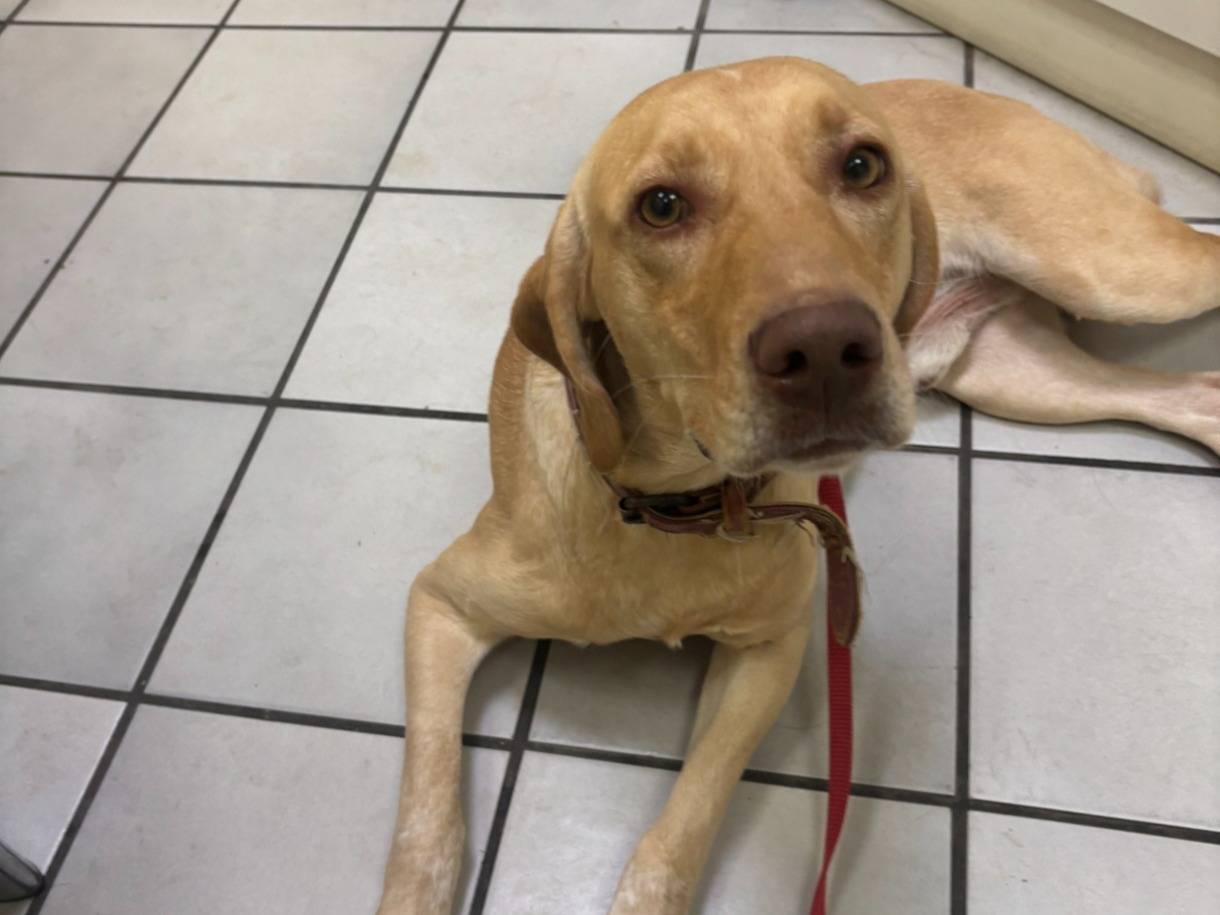 Adotta il cane BAGIGIO a Roma