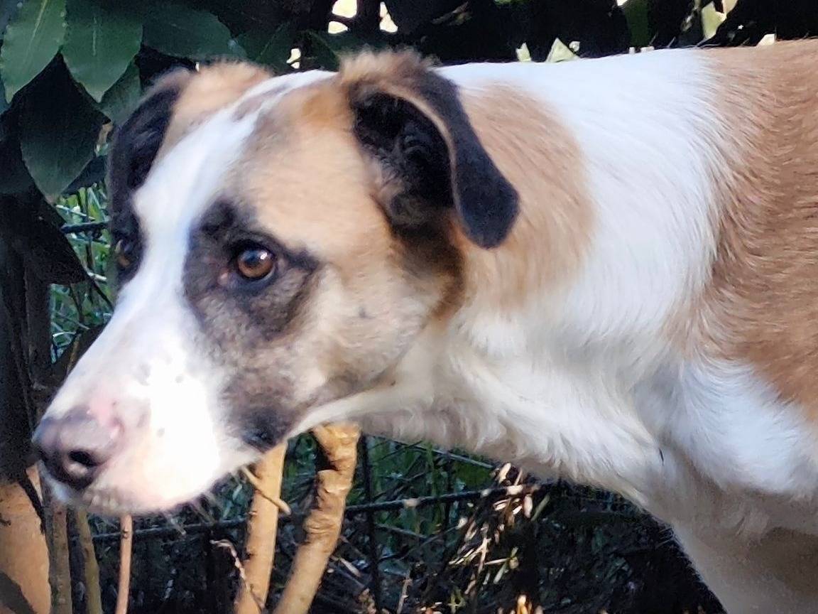 Adotta un cane, femmina, 1 anno e 9 mesi, Roma