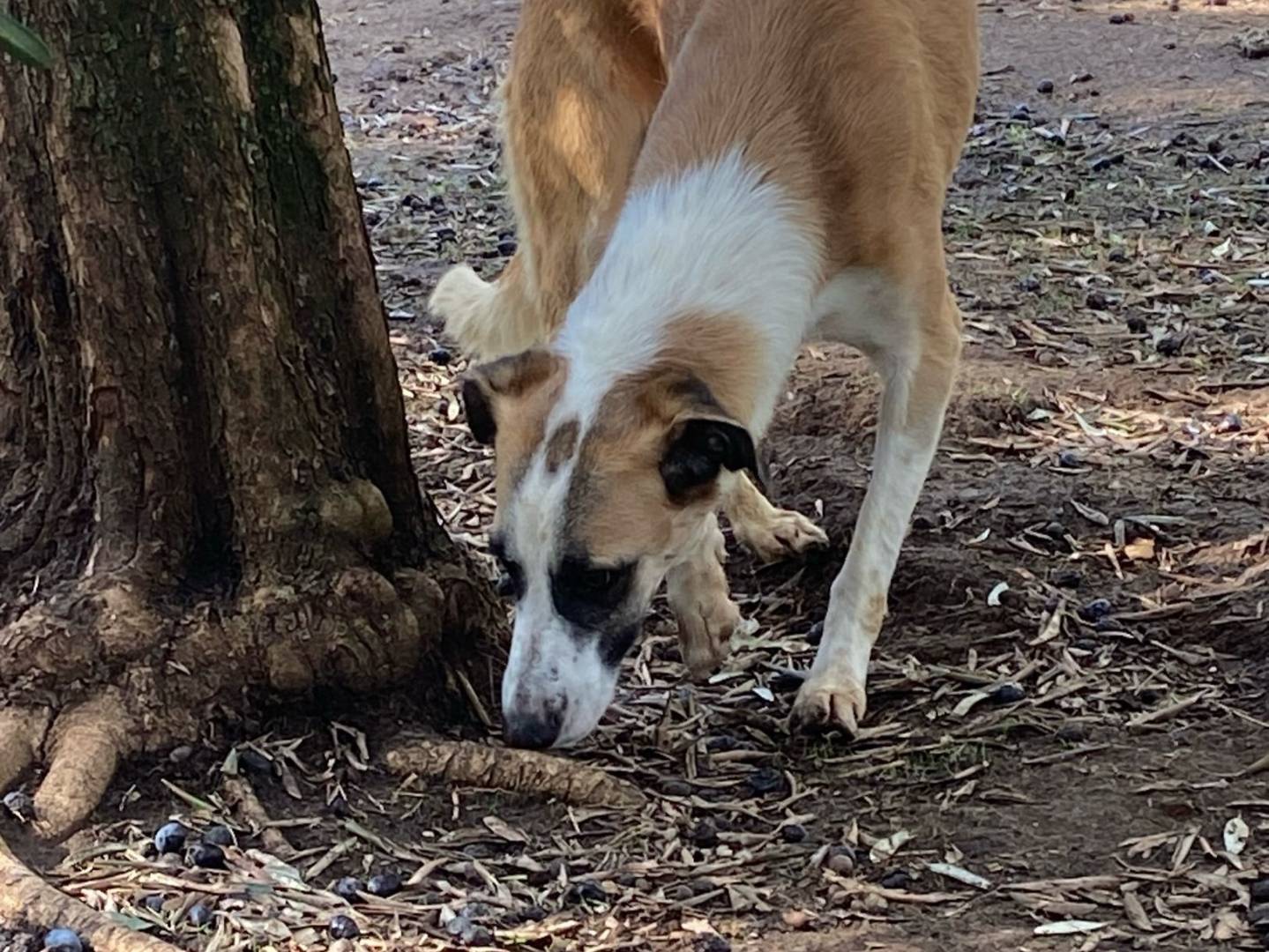Vuoi adottare un cane a Roma?