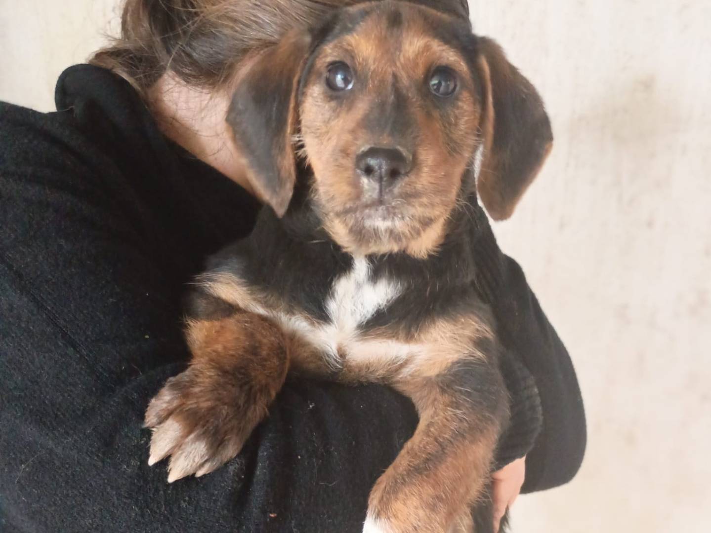 Adozione cane, maschio, Razza sconosciuta Razza sconosciuta, 3 mesi, taglia piccola, Caserta