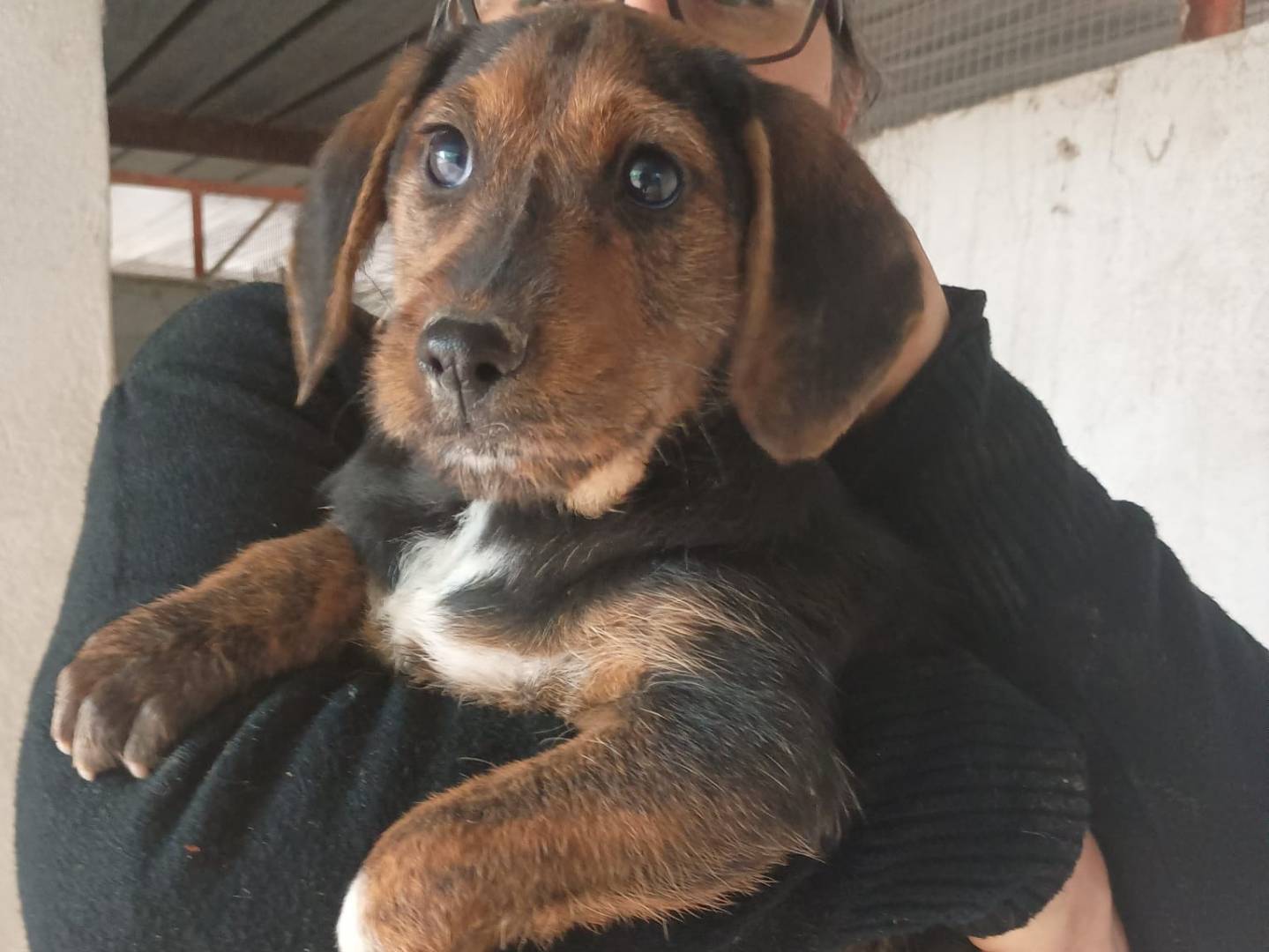 Adotta un cane, maschio, 3 mesi, Caserta