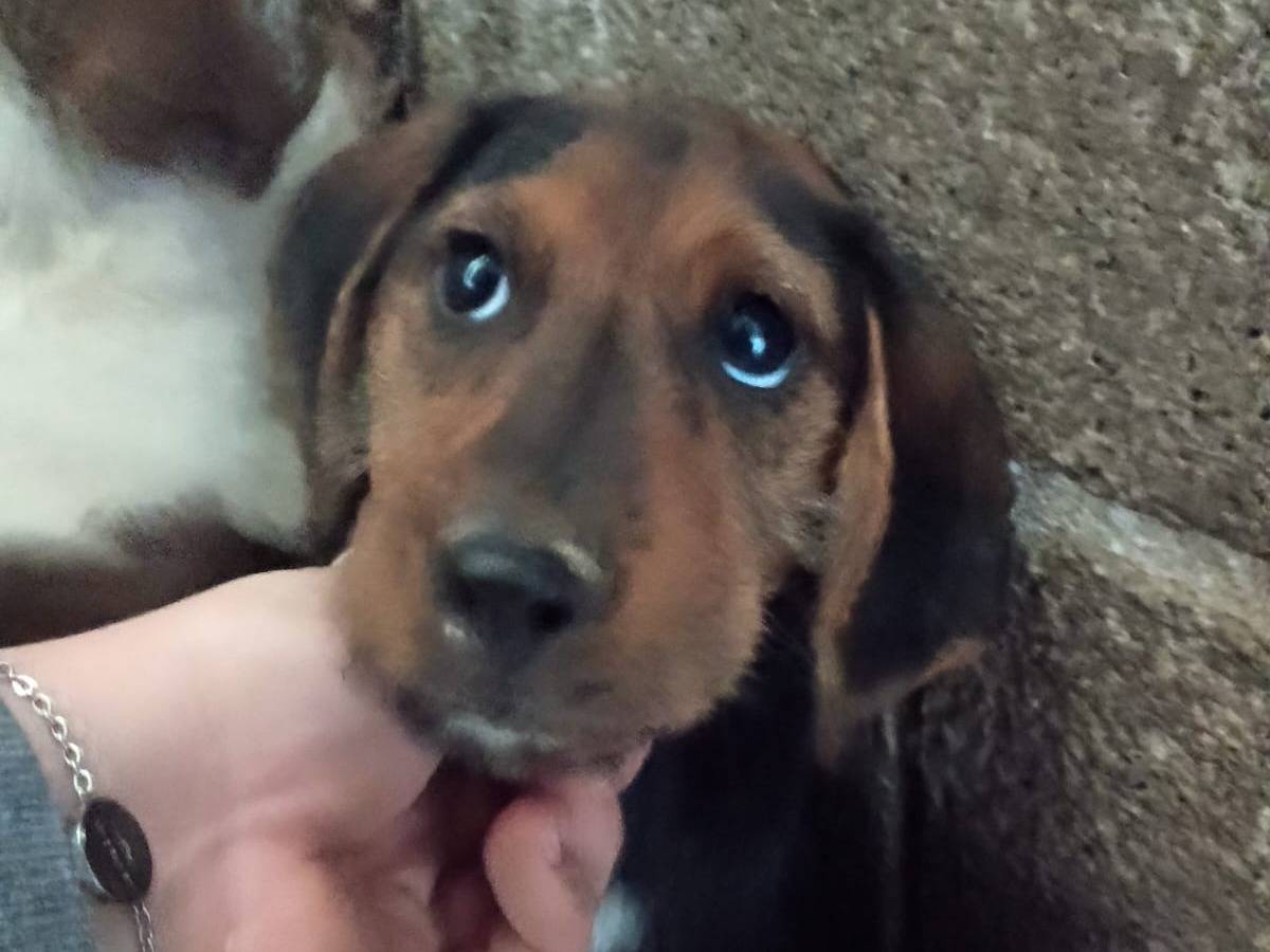 Adotta un cane, taglia piccola, maschio, Caserta