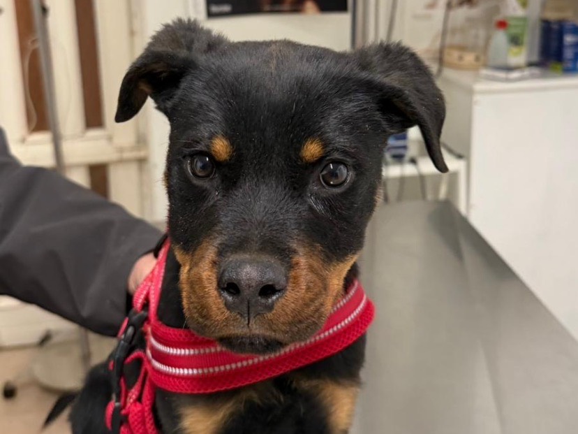 Adozione cane, maschio, Rottweiler Razza sconosciuta, 2 mesi, taglia grande, Avellino