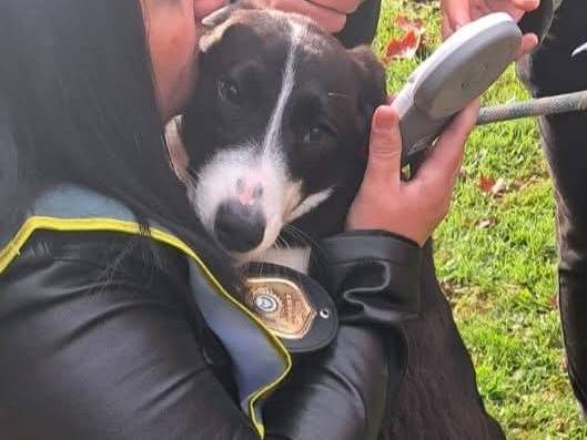 Adozione cane, femmina, Razza sconosciuta Razza sconosciuta, 7 mesi, taglia media contenuta, Roma