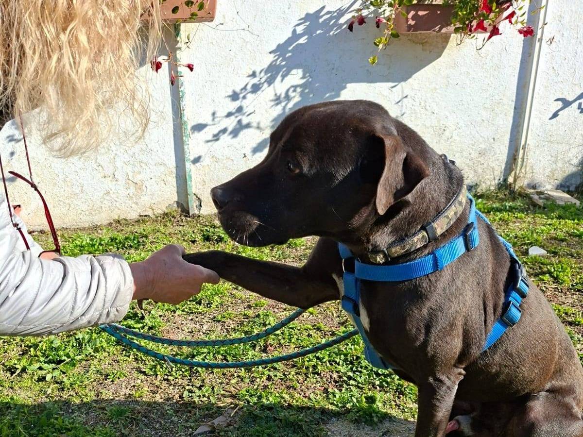 Adotta un cane, taglia media, maschio, Caserta