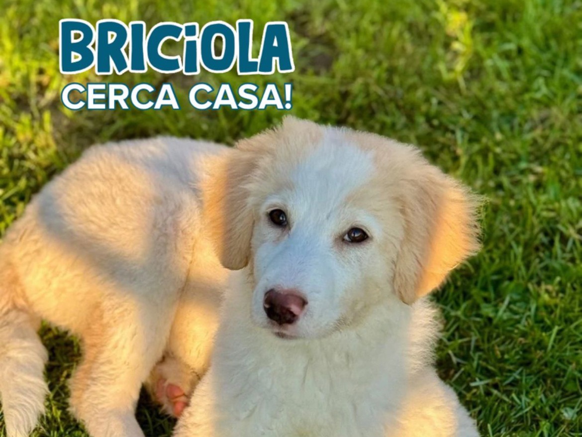 Adozione cane, femmina, Pastore maremmano Razza sconosciuta, 3 mesi, taglia media, Milano