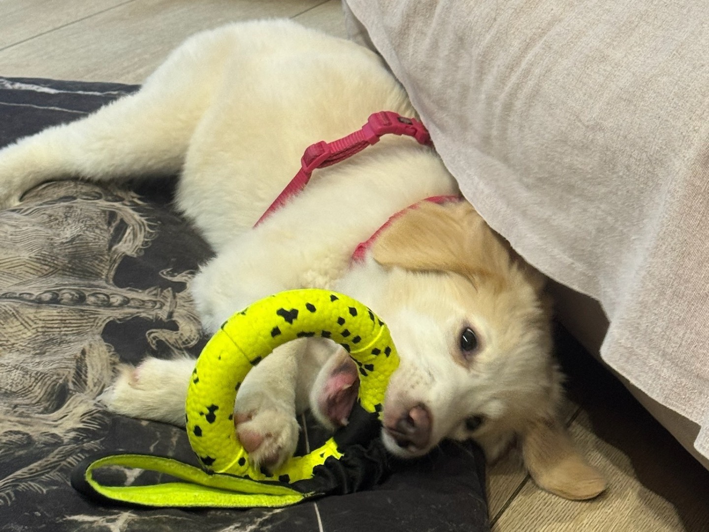 Adotta un cane, femmina, 3 mesi, Milano