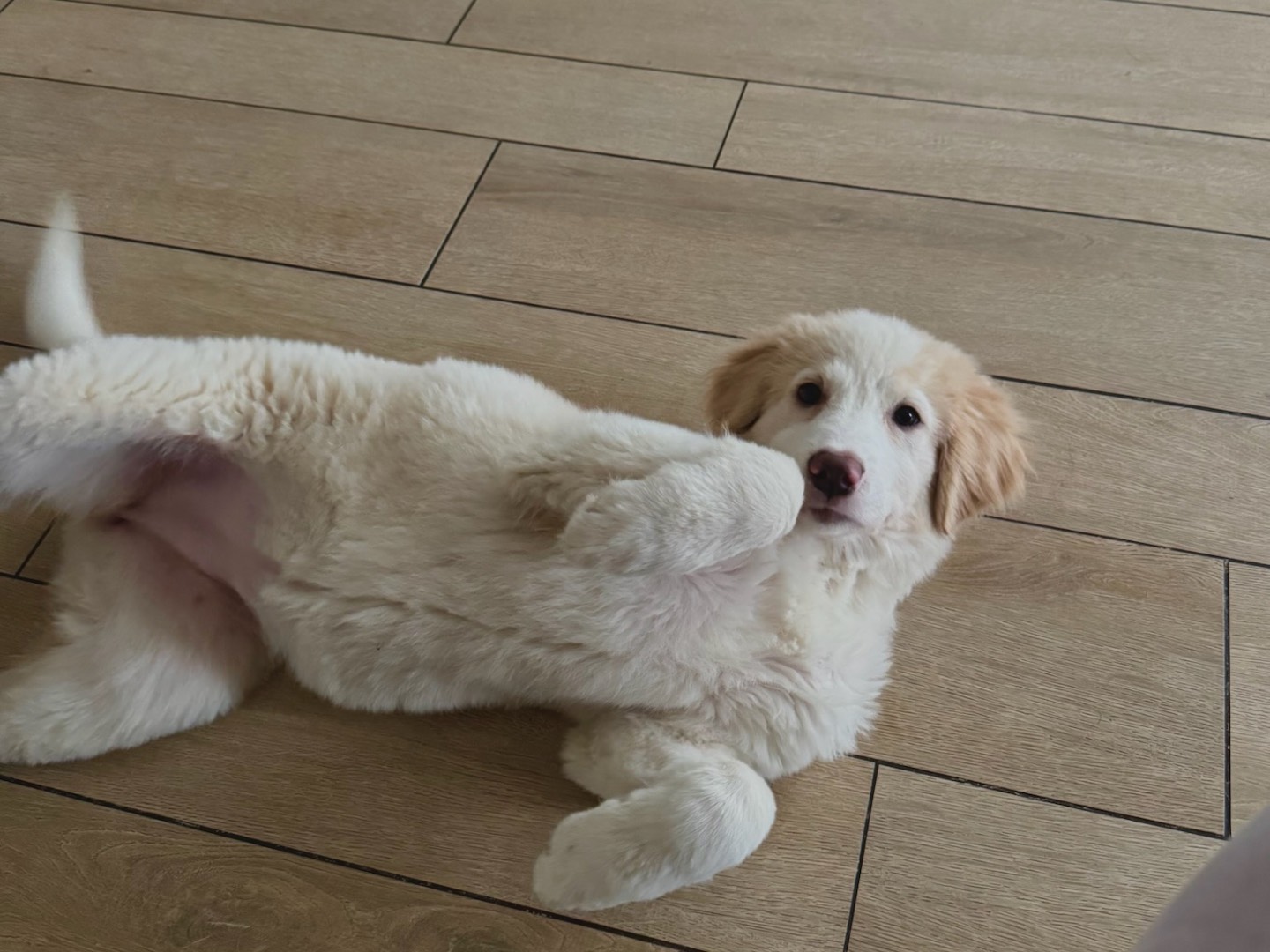 Adotta un cane, taglia media, femmina, Milano