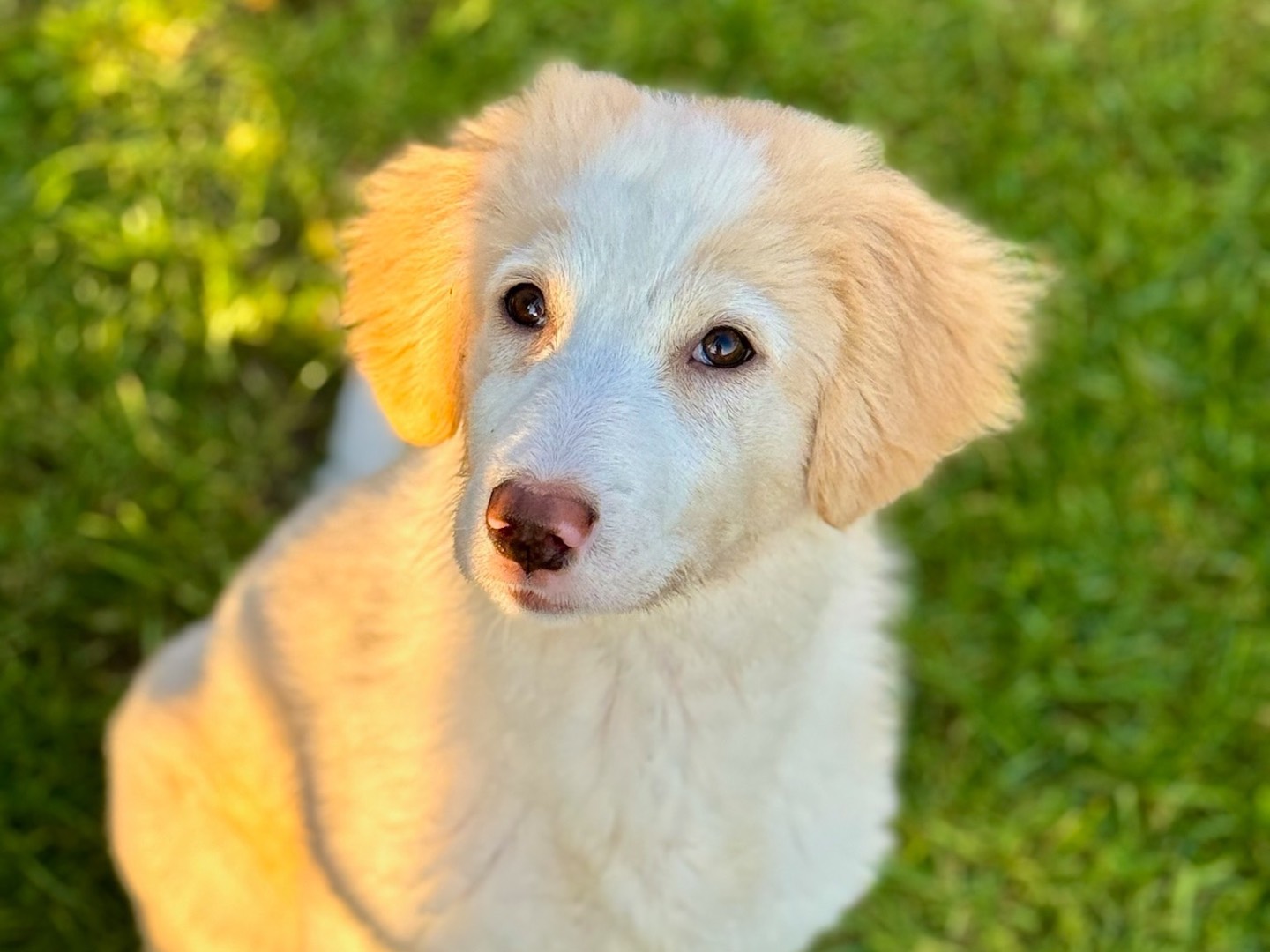 Vuoi adottare un cane a Milano?