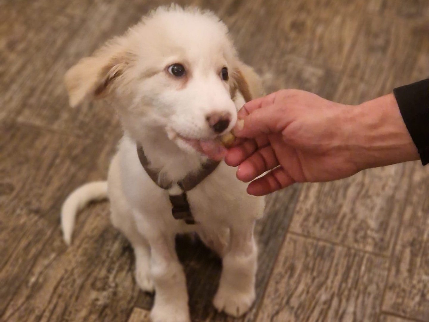 Adotta il cane Briciola  a Milano