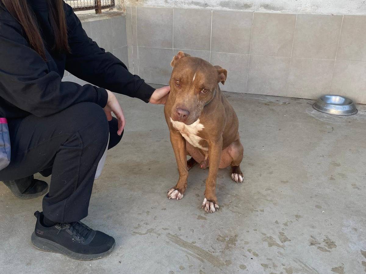 Vuoi adottare un cane a Caserta?