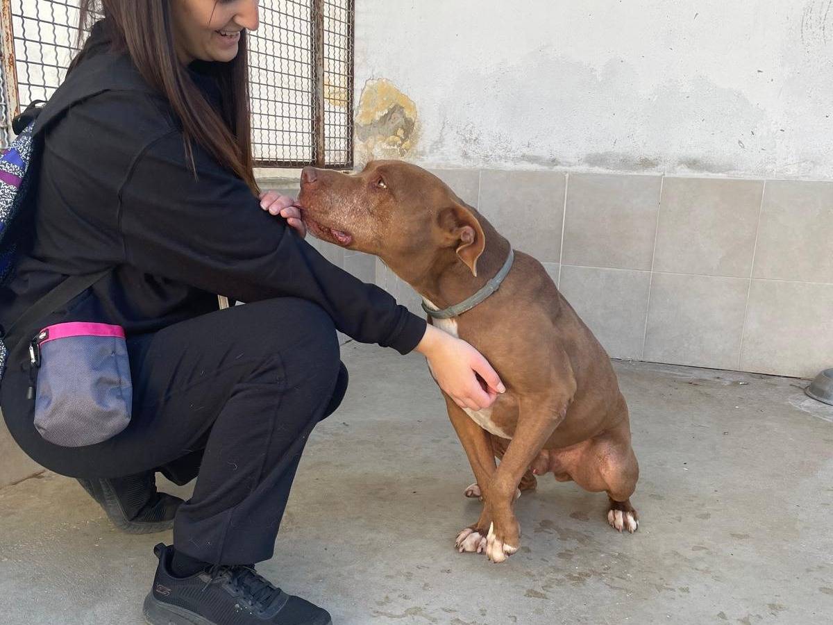 Adotta il cane BRIAN a Caserta