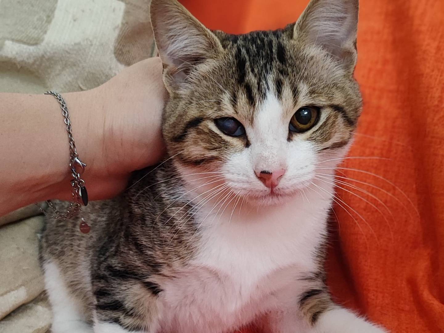 Adozione gatto, maschio, Razza sconosciuta Razza sconosciuta, 5 mesi, taglia non valida, Milano