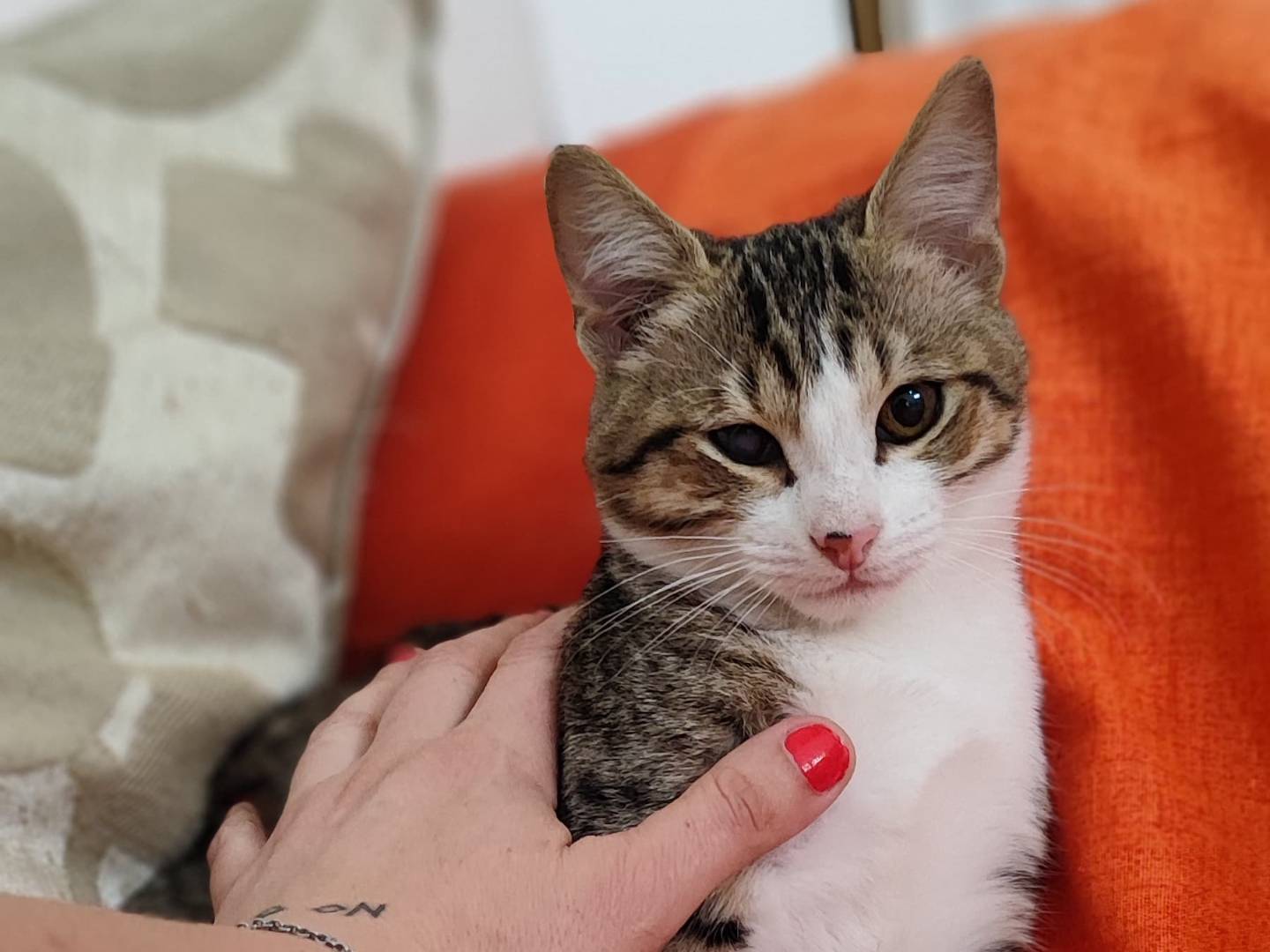 Adotta un gatto, maschio, 5 mesi, Milano