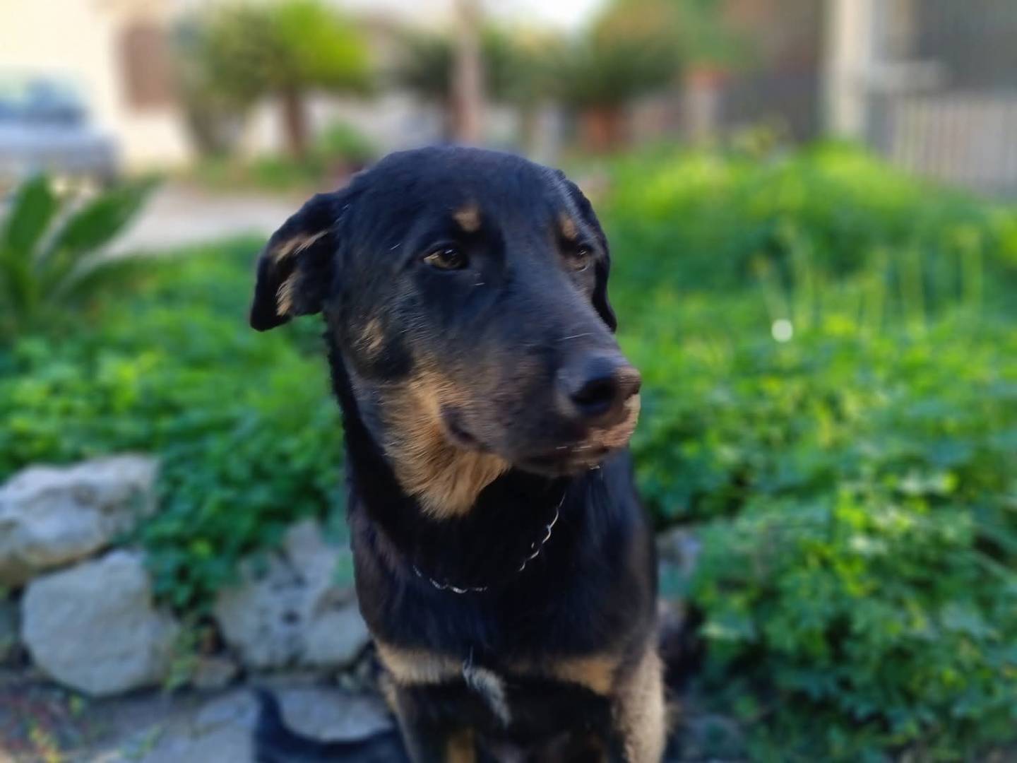 Adozione cane, maschio, Razza sconosciuta Razza sconosciuta, 5 mesi, taglia media, Siracusa