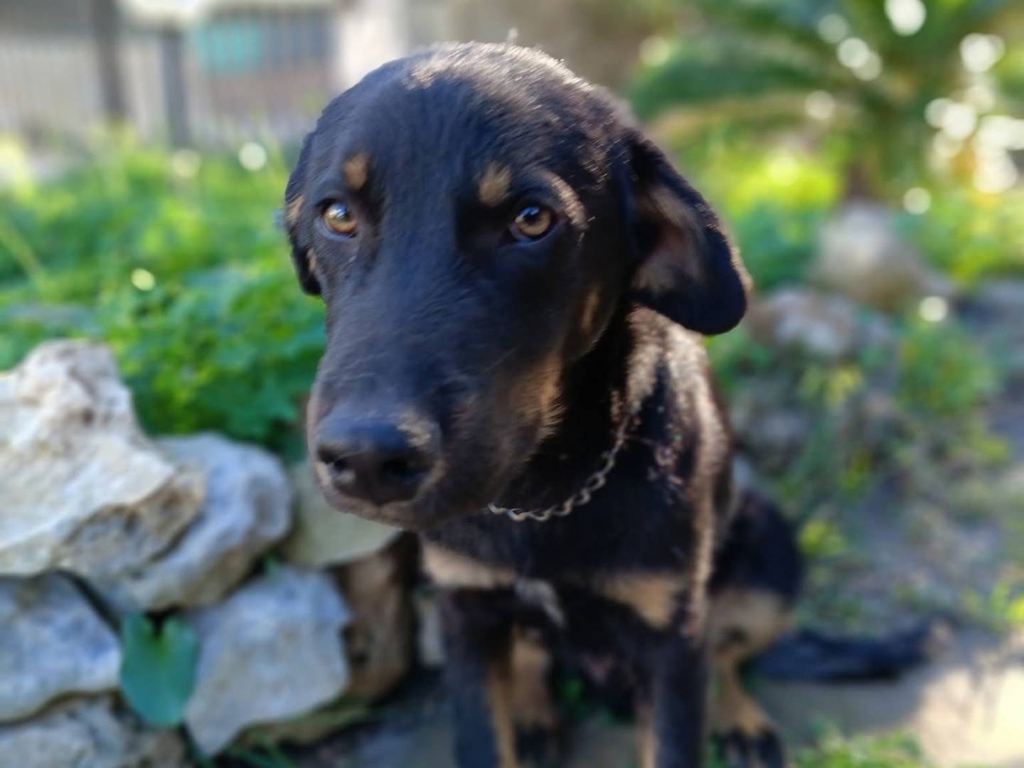 Adotta un cane, maschio, 5 mesi, Siracusa