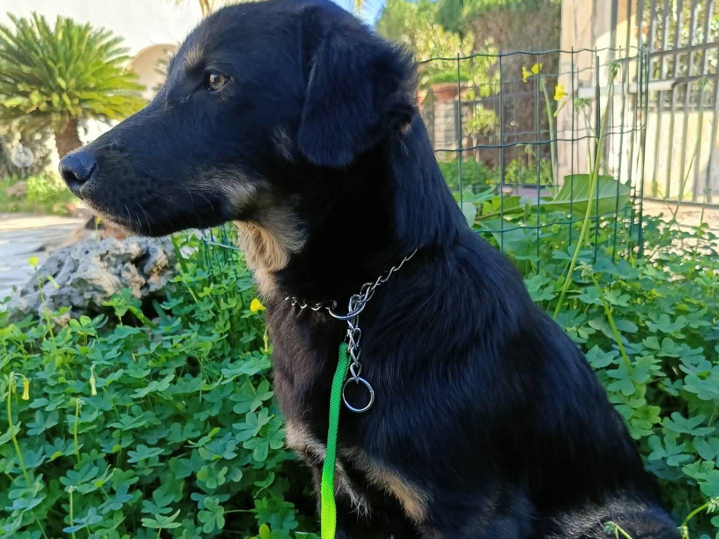Adotta il cane BRANDO a Siracusa