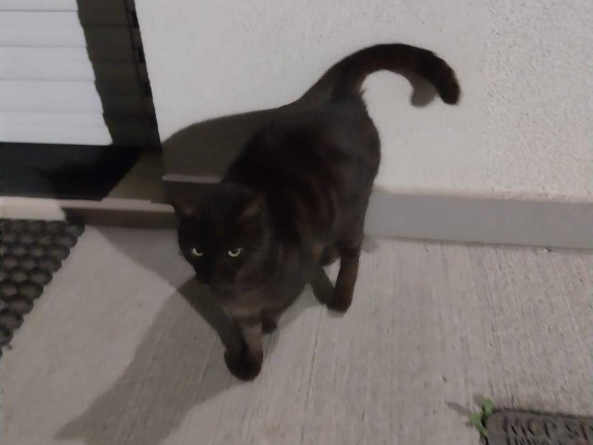 Adotta un gatto, femmina, 7 anni e 2 mesi, Verona