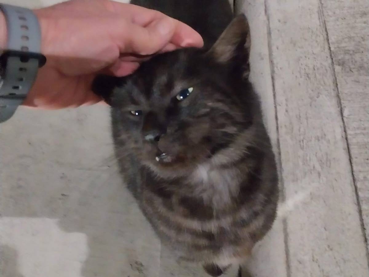 Adotta un gatto, taglia non valida, femmina, Verona