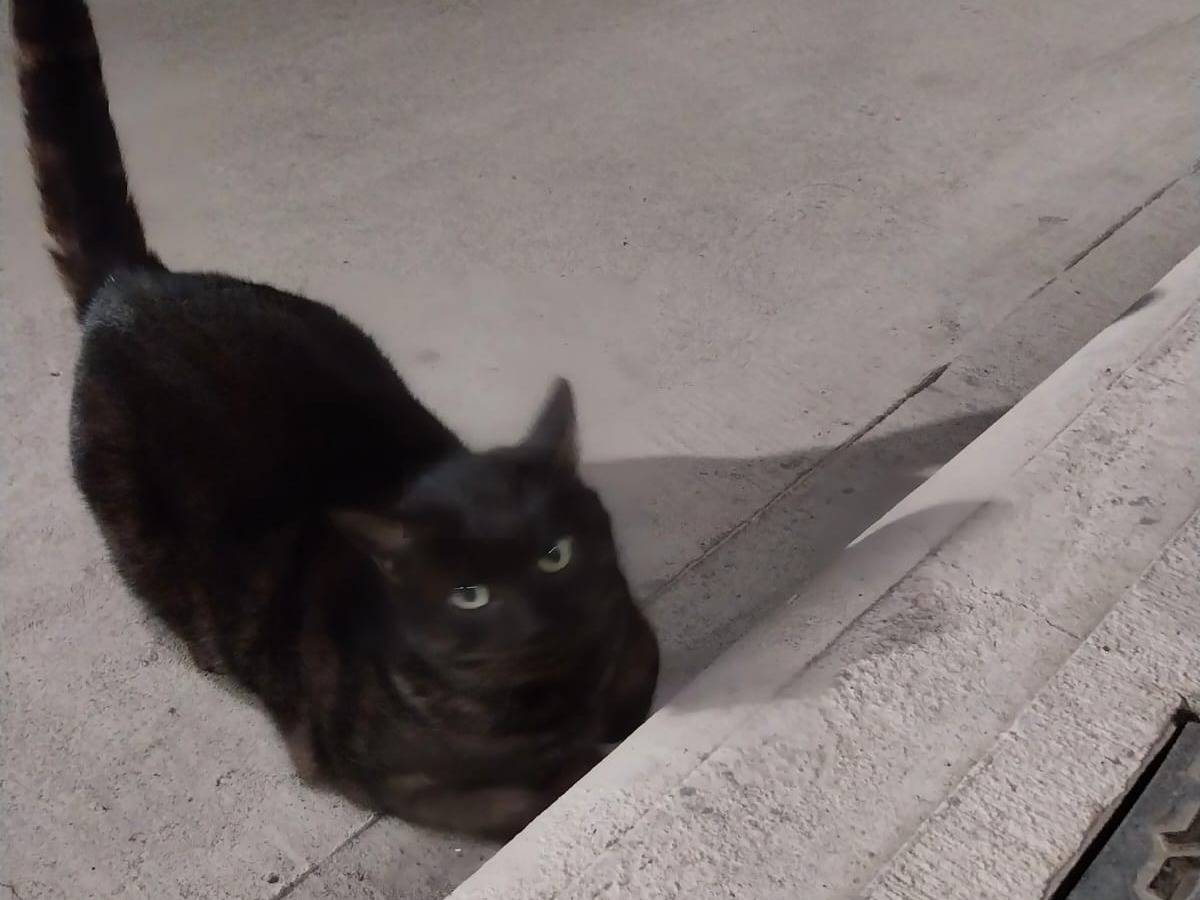 Vuoi adottare un gatto a Verona?