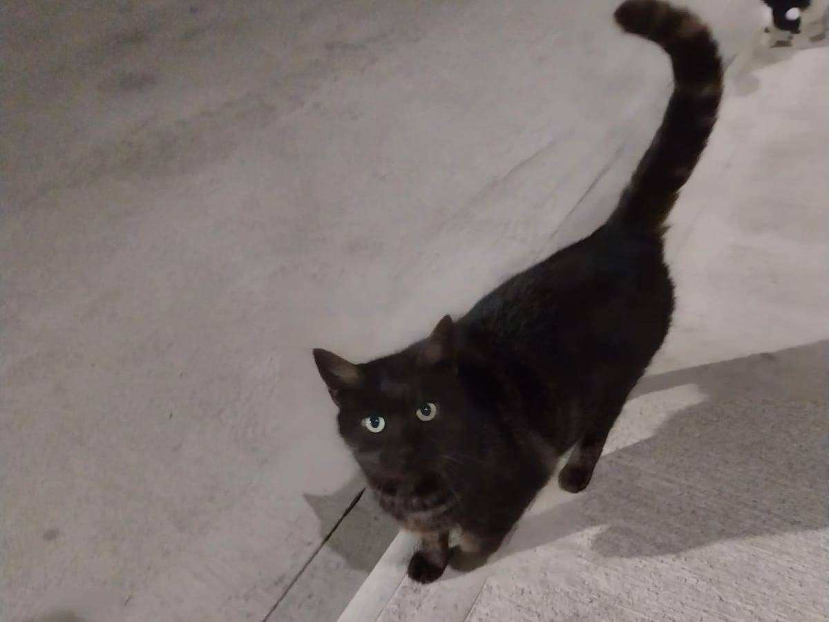 Adotta il gatto Molly  a Verona