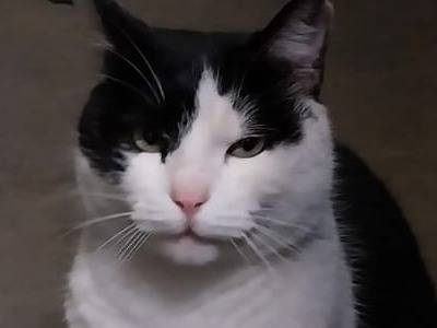 Vuoi adottare un gatto a Verona?