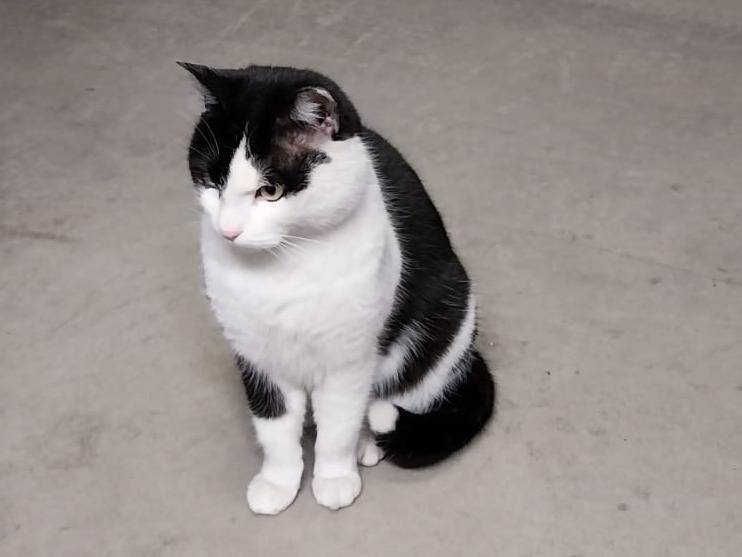 Adotta il gatto PATTY a Verona