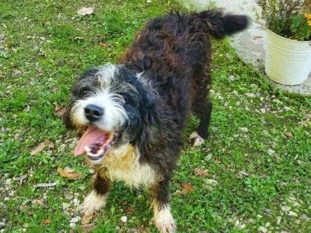 Adozione cane, maschio, Razza sconosciuta Razza sconosciuta, 4 anni e 1 mese, taglia media contenuta, Foggia