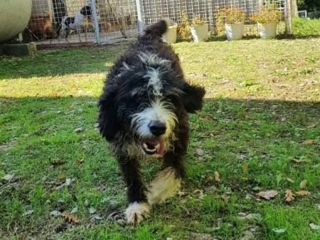 Adotta un cane, maschio, 4 anni e 1 mese, Foggia
