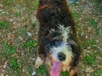 Adotta un cane, taglia media contenuta, maschio, Foggia