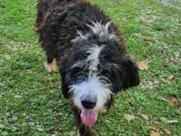 Vuoi adottare un cane a Foggia?