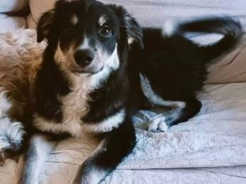 Adozione cane, maschio, Razza sconosciuta Razza sconosciuta, 10 mesi, taglia media, Foggia