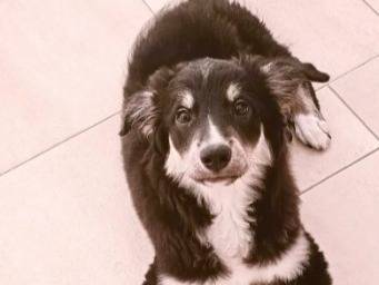 Adotta un cane, maschio, 10 mesi, Foggia