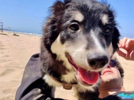 Adotta un cane, taglia media, maschio, Foggia