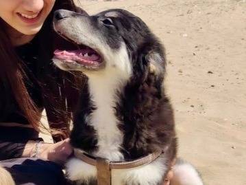 Vuoi adottare un cane a Foggia?