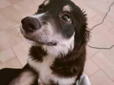 Adotta il cane Kaos a Foggia