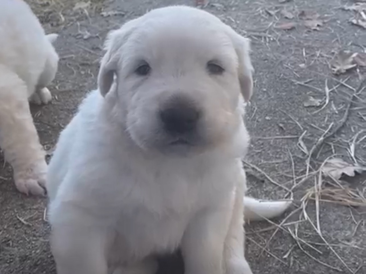 Adozione cane, maschio, Pastore maremmano Pastore maremmano, 1 mesi, taglia gigante, Roma