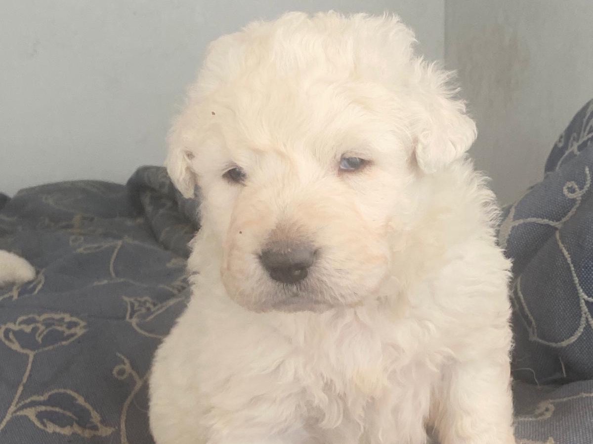 Adotta un cane, maschio, 1 mesi, Roma