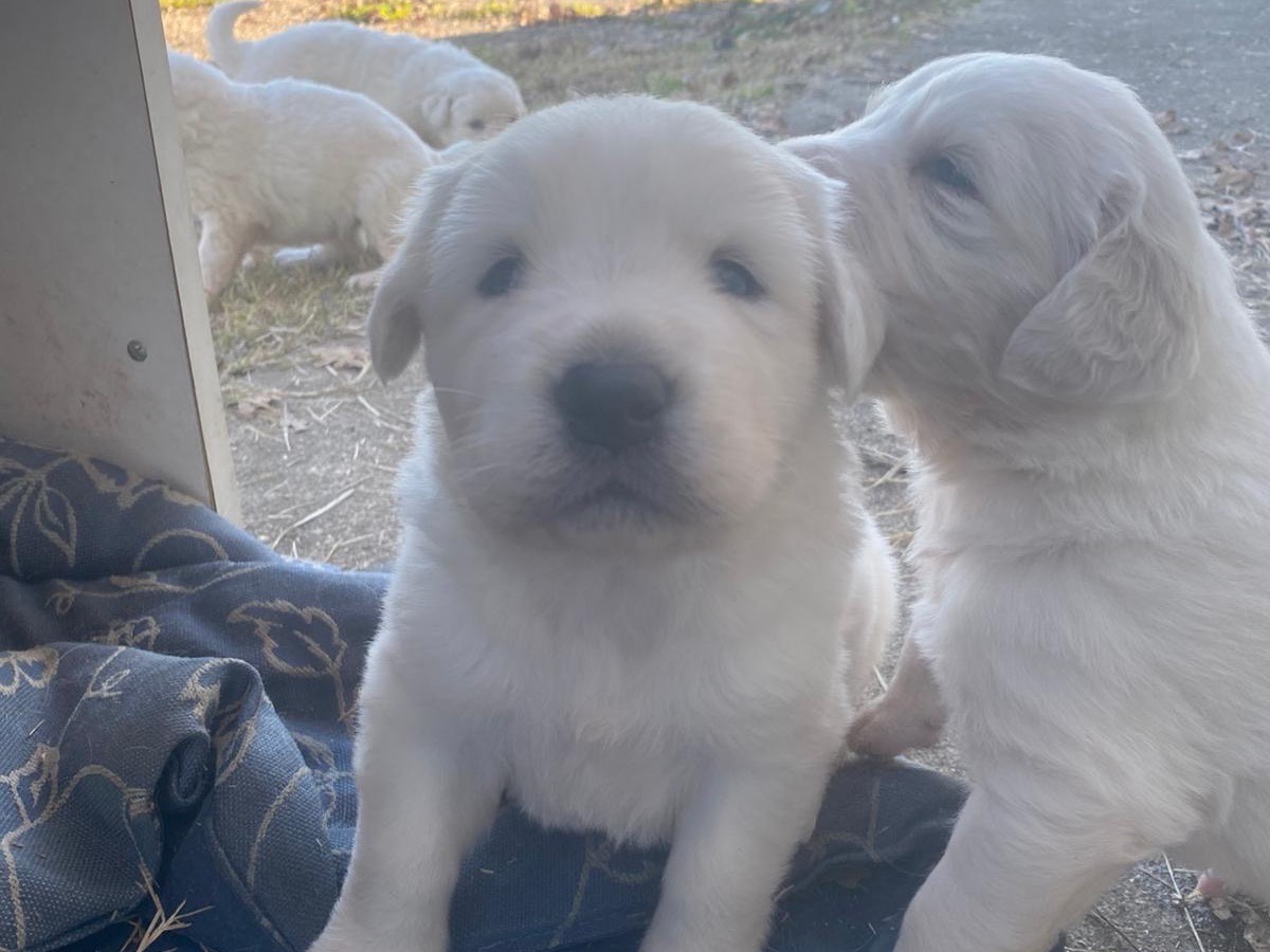 Adotta un cane, taglia gigante, maschio, Roma