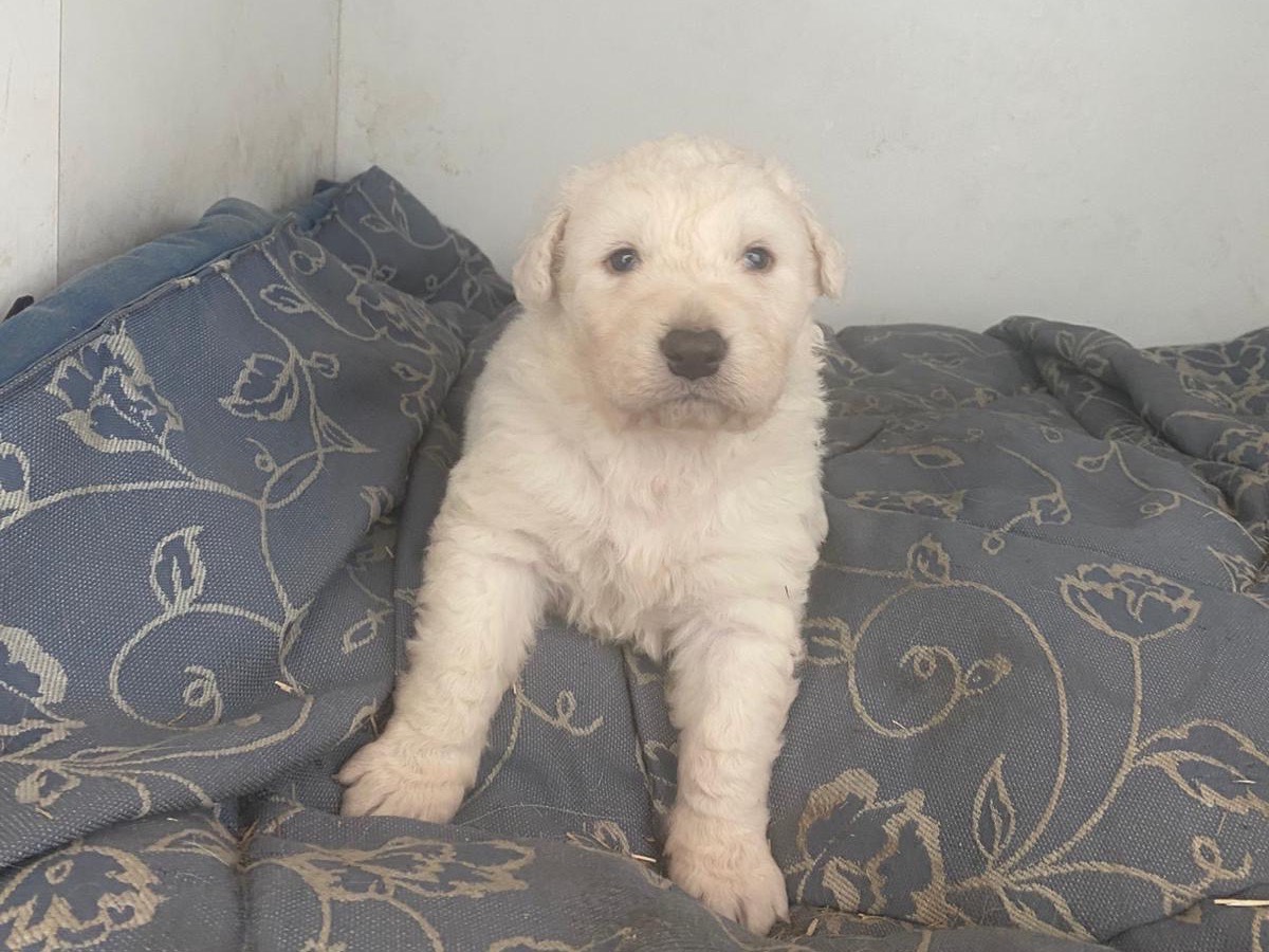 Vuoi adottare un cane a Roma?