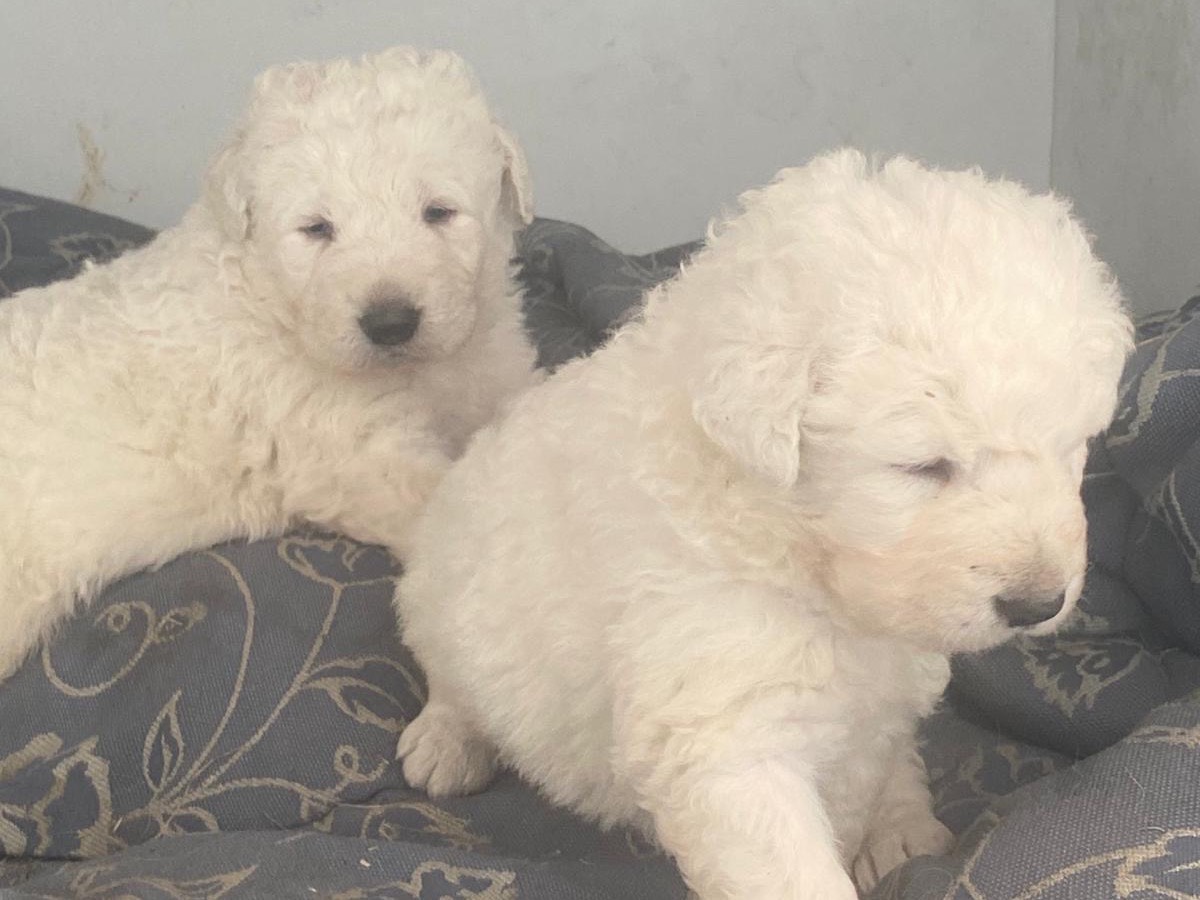 Adotta il cane MAREMMANINI a Roma