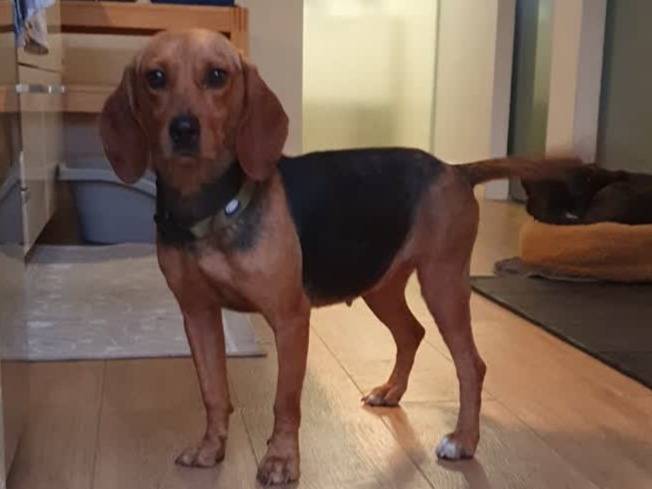 Adozione cane, femmina, Segugio Razza sconosciuta, 3 anni e 1 mese, taglia piccola, Padova