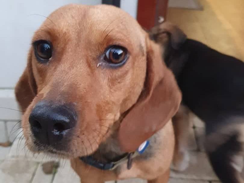 Adotta un cane, femmina, 3 anni e 1 mese, Padova